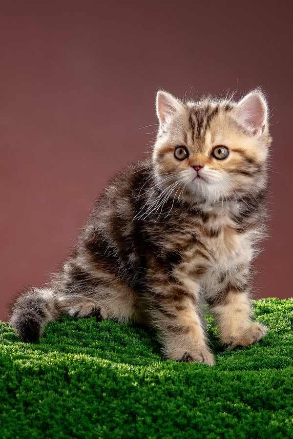 Naomi | Scottish Straight Kitten