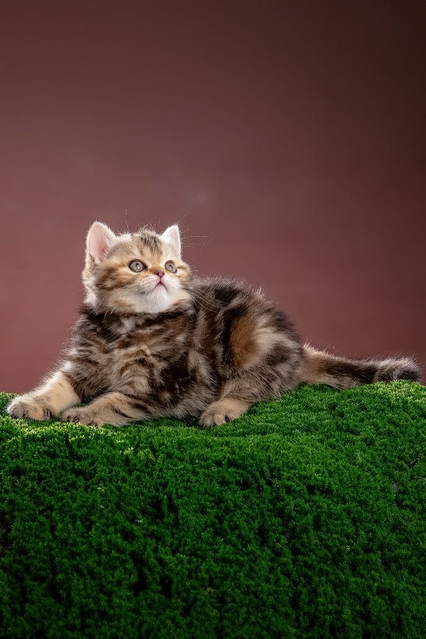 Naomi | Scottish Straight Kitten