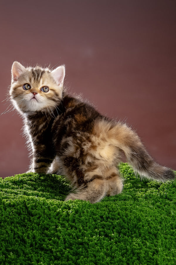 Naomi | Scottish Straight Kitten