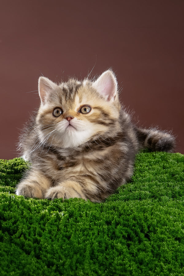 Naomi | Scottish Straight Kitten