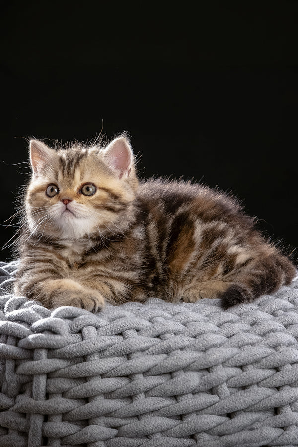 Naomi | Scottish Straight Kitten