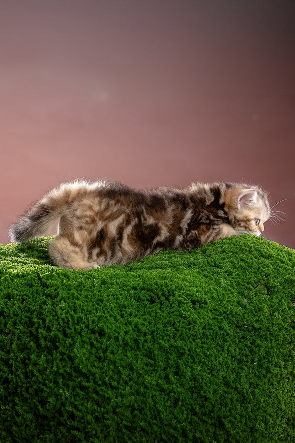 Naomi | Scottish Straight Kitten