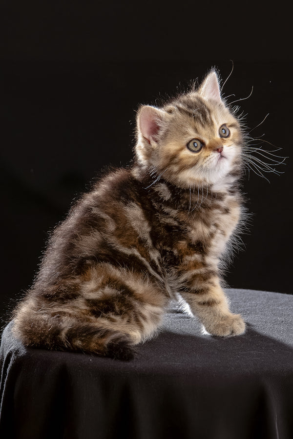 Naomi | Scottish Straight Kitten