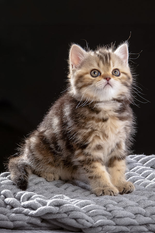 Naomi | Scottish Straight Kitten