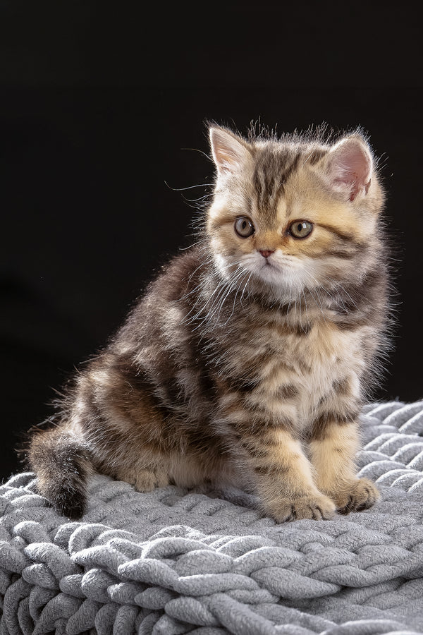 Naomi | Scottish Straight Kitten
