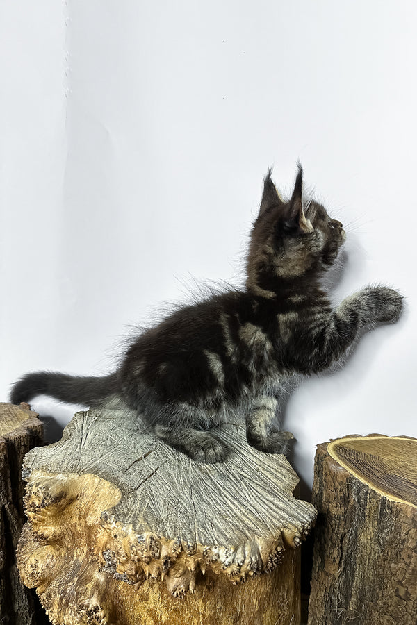 Narciso | Maine Coon Kitten