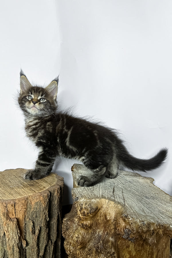 Narciso | Maine Coon Kitten