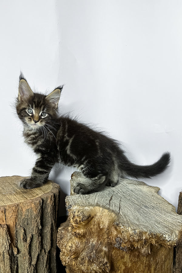 Narciso | Maine Coon Kitten