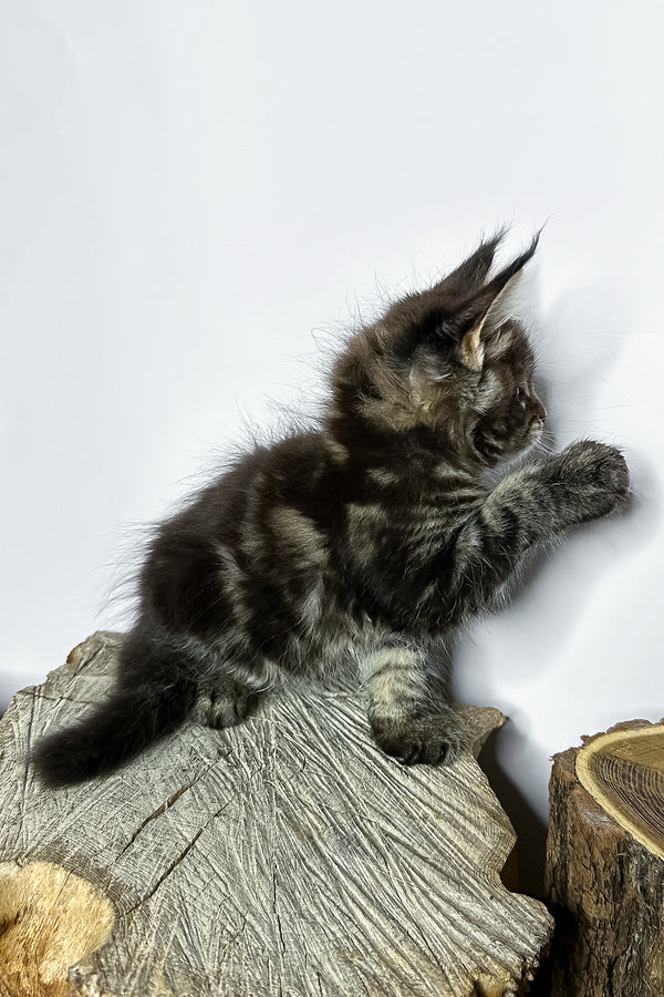 Narciso | Maine Coon Kitten