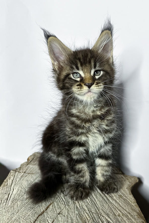 Narciso | Maine Coon Kitten