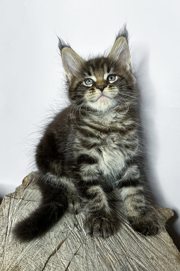Narciso | Maine Coon Kitten