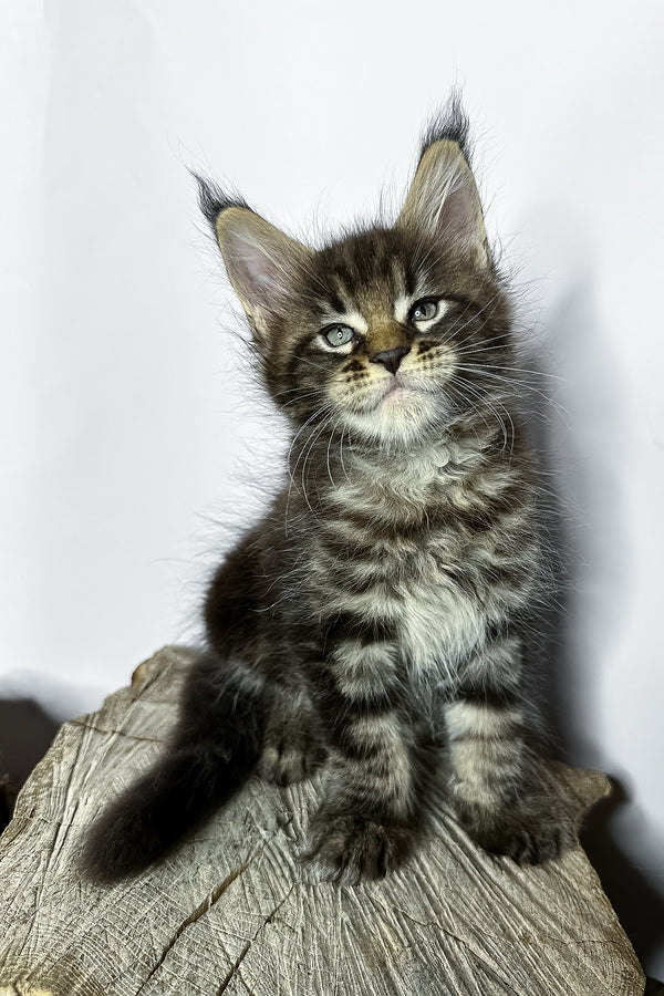 Narciso | Maine Coon Kitten