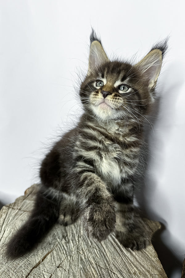 Narciso | Maine Coon Kitten