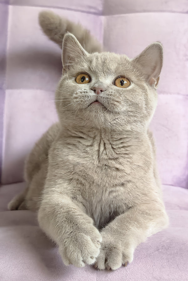 Narni | British Shorthair Kitten
