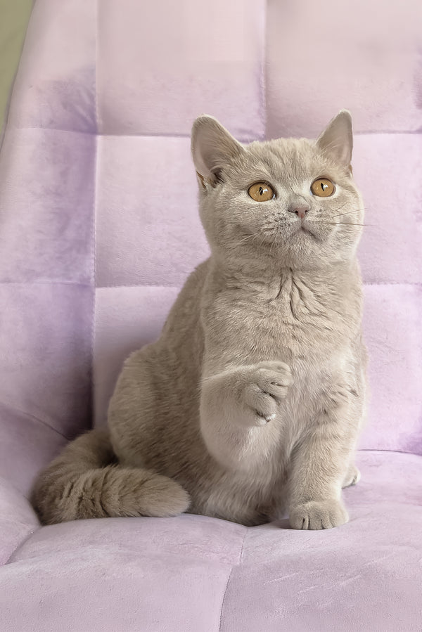 Narni | British Shorthair Kitten