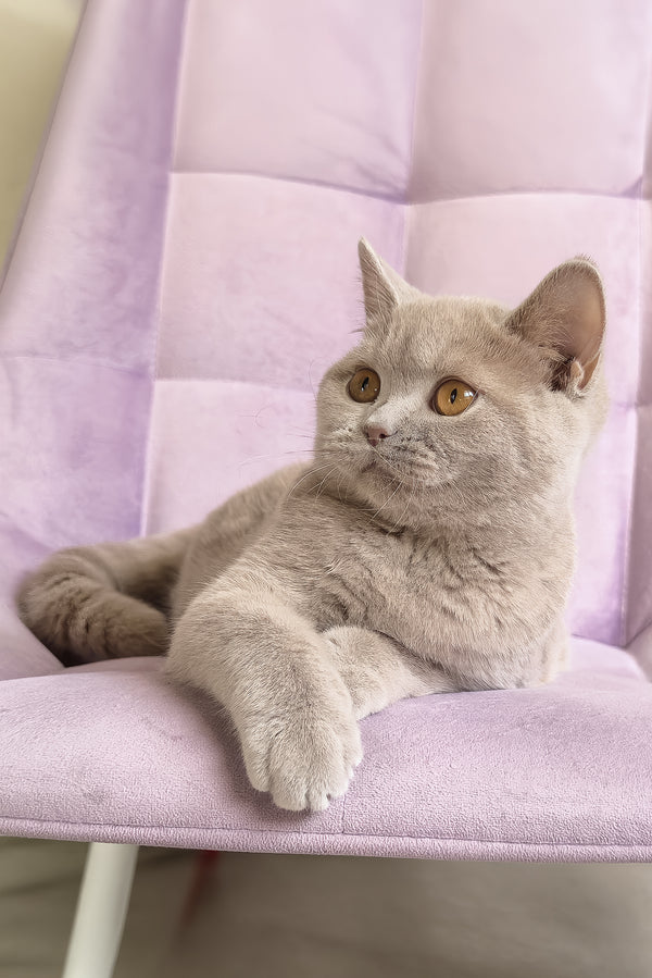 Narni | British Shorthair Kitten