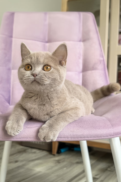 Narni | British Shorthair Kitten