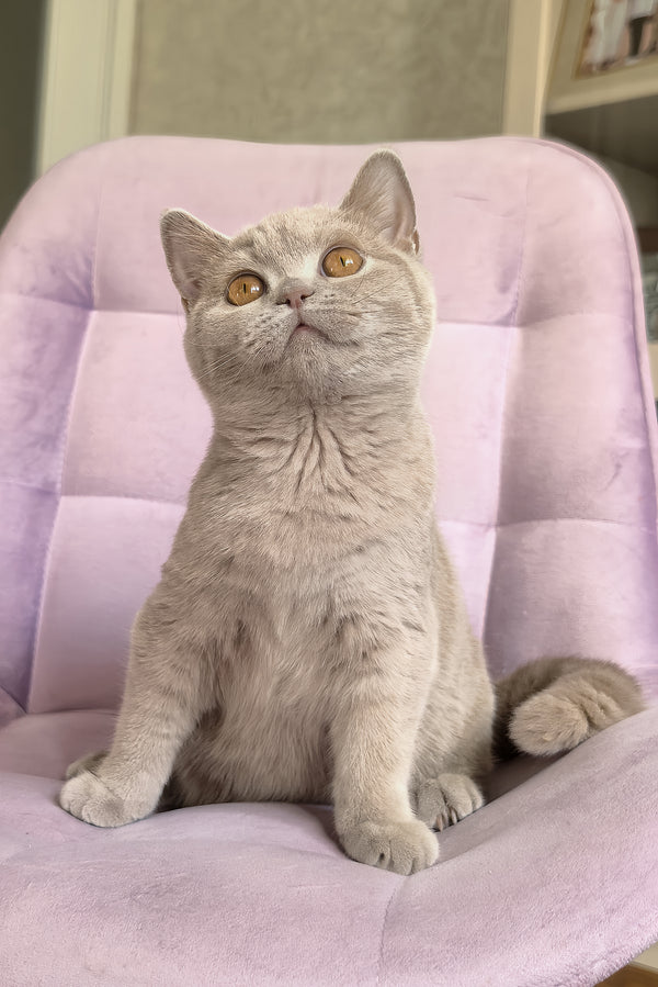 Narni | British Shorthair Kitten