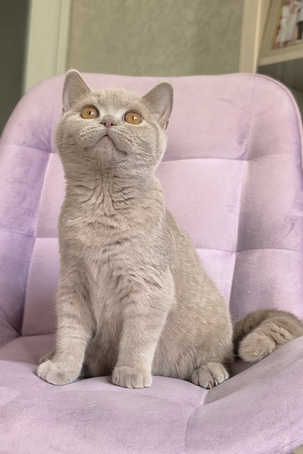Narni | British Shorthair Kitten