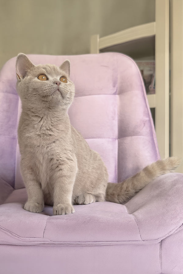Narni | British Shorthair Kitten