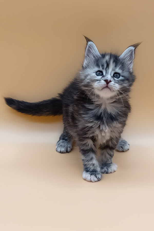 Nastya | Maine Coon Kitten