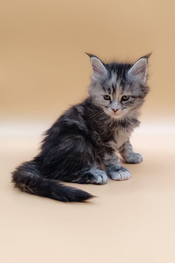 Nastya | Maine Coon Kitten