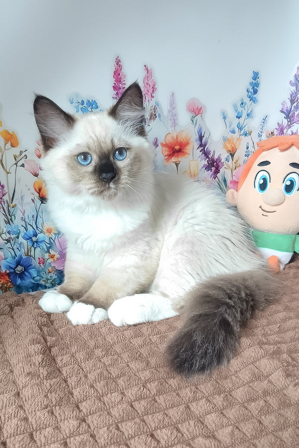 Nelson | Siberian Kitten