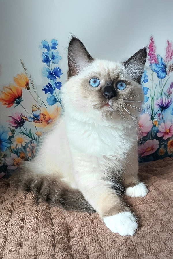 Nelson | Siberian Kitten