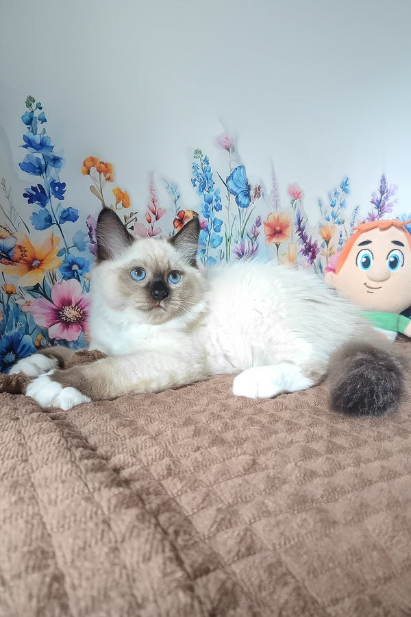 Nelson | Siberian Kitten