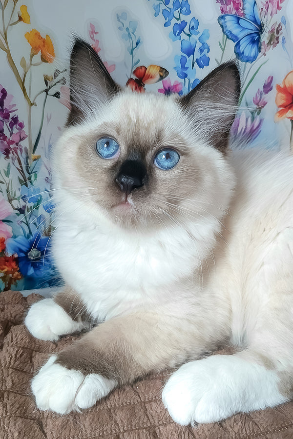 Nelson | Siberian Kitten
