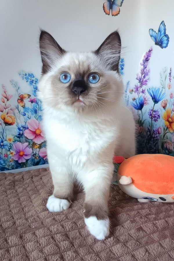 Nelson | Siberian Kitten