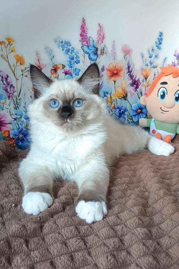 Nelson | Siberian Kitten