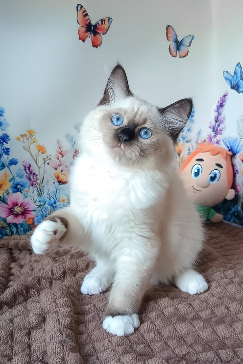 Nelson | Siberian Kitten