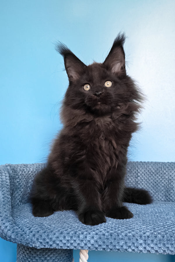 Nestor | Maine Coon Kitten