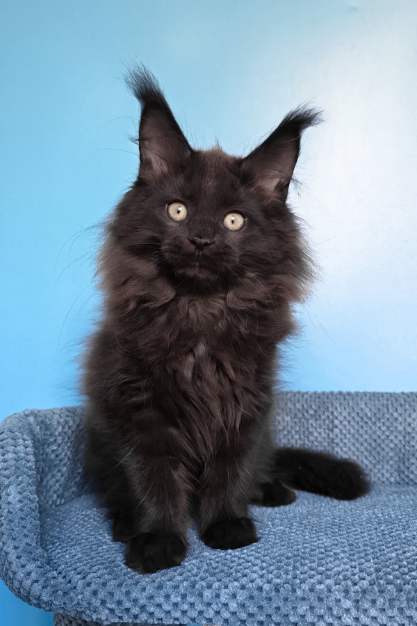 Nestor | Maine Coon Kitten