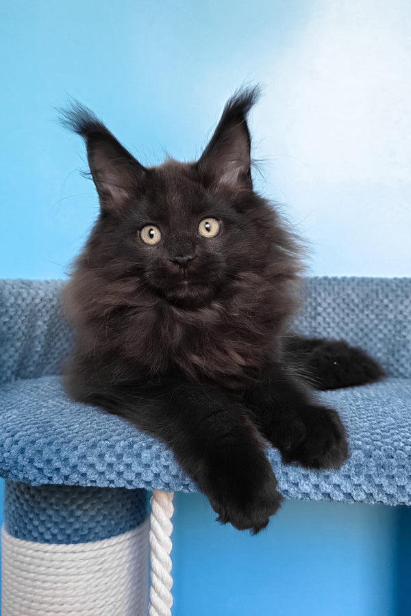 Nestor | Maine Coon Kitten