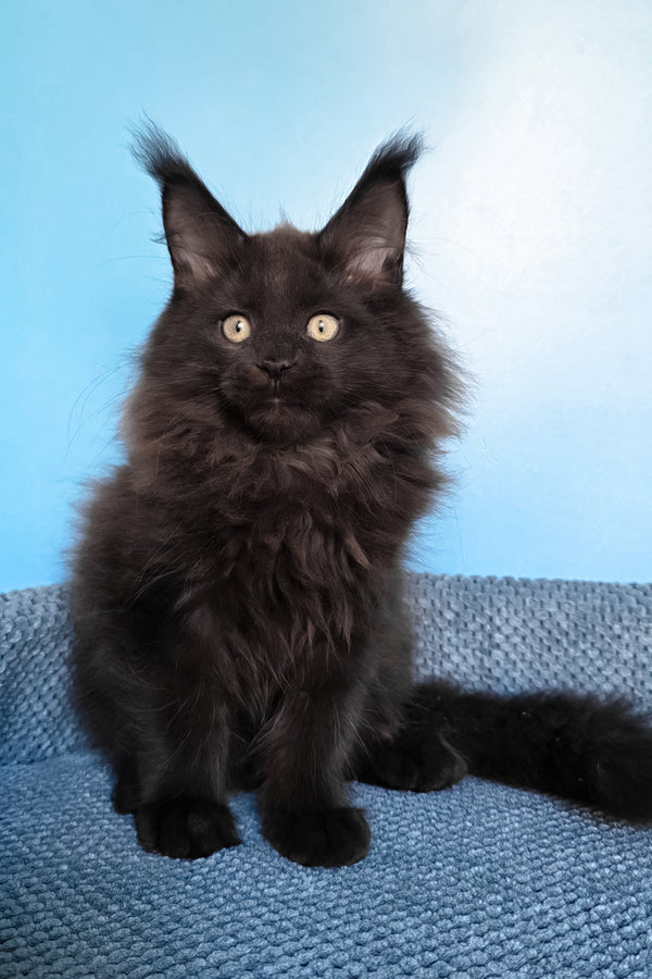 Nestor | Maine Coon Kitten