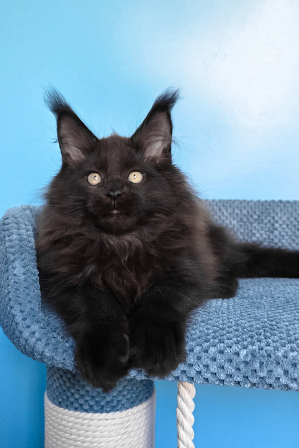 Nestor | Maine Coon Kitten