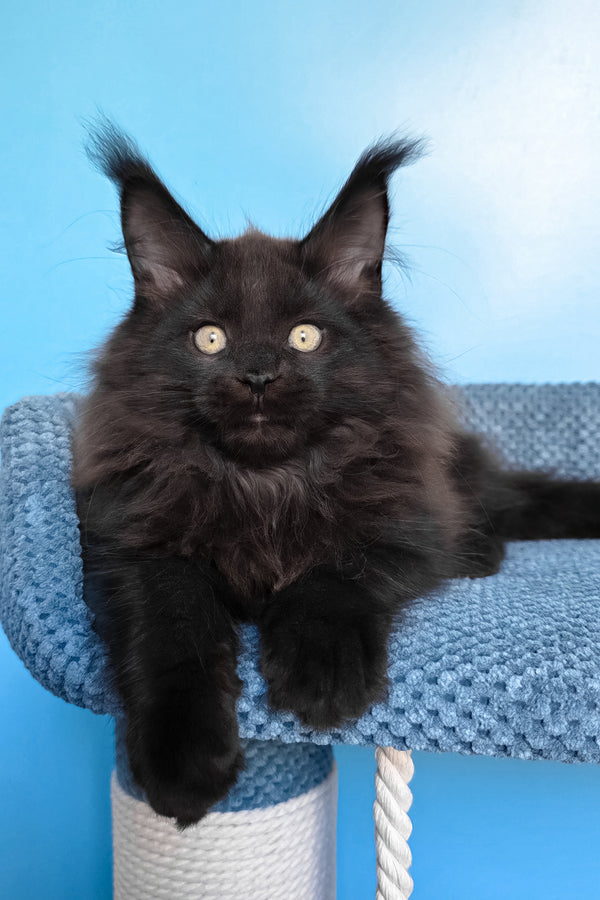 Nestor | Maine Coon Kitten