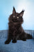 Nestor | Maine Coon Kitten