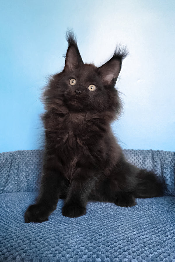 Nestor | Maine Coon Kitten