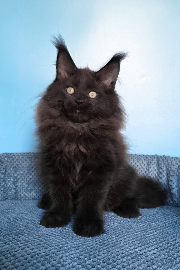 Nestor | Maine Coon Kitten