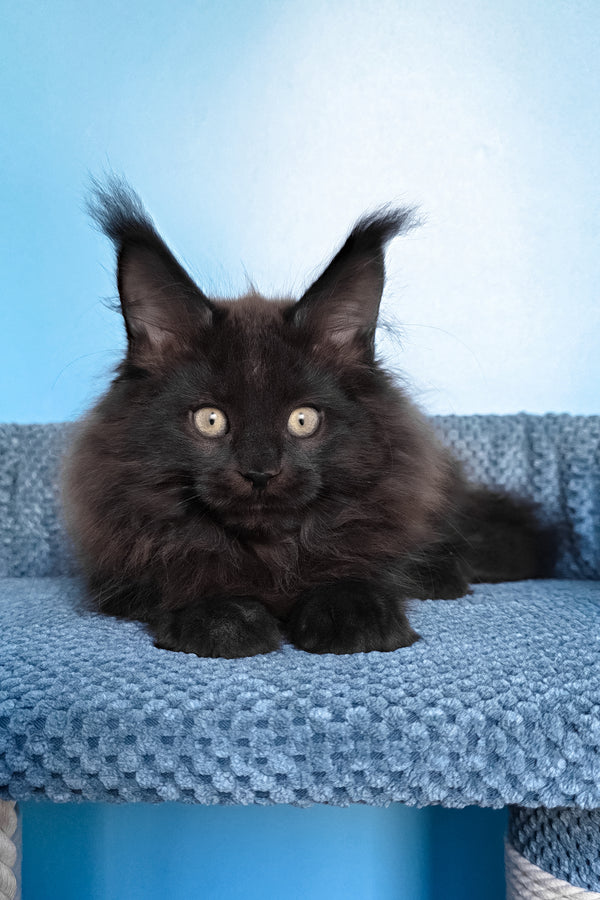 Nestor | Maine Coon Kitten