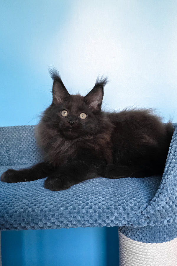 Nestor | Maine Coon Kitten