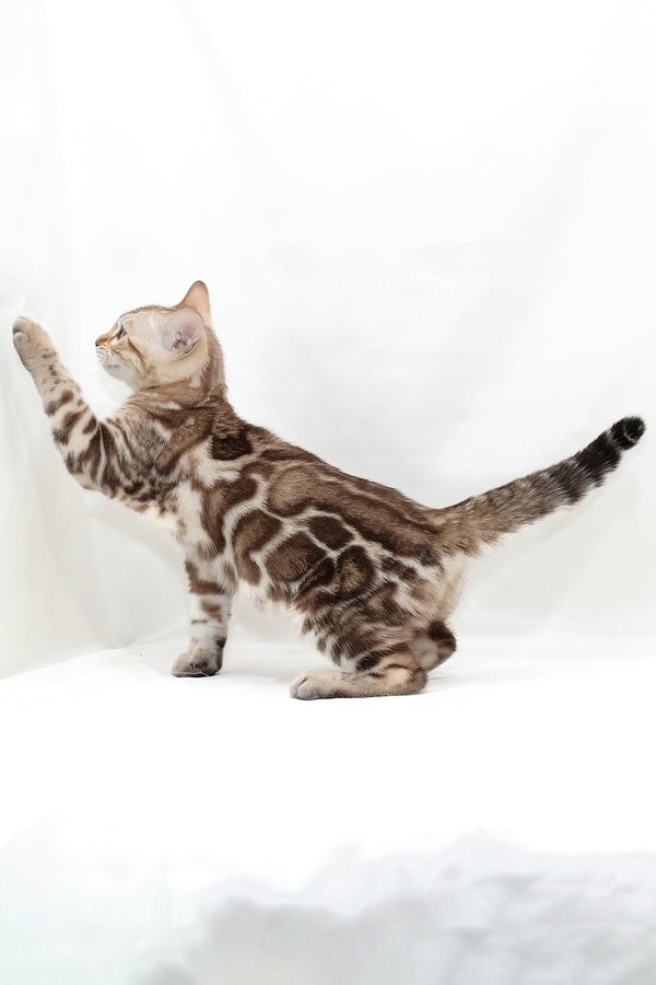 Nicole | Bengal Kitten