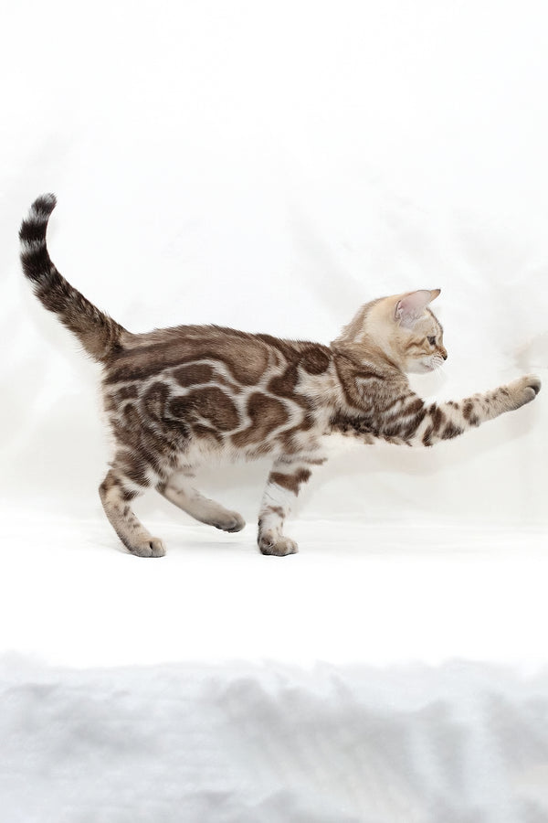 Nicole | Bengal Kitten