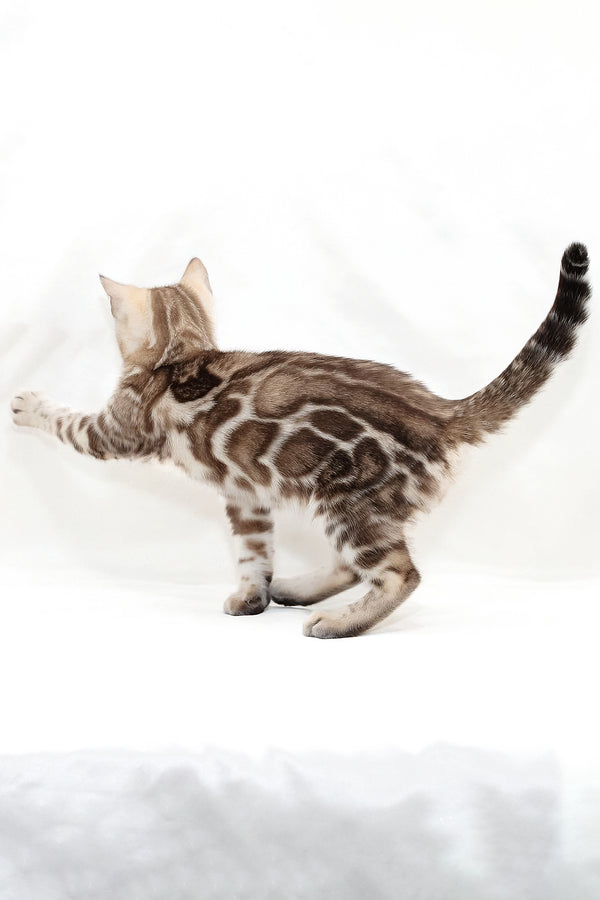 Nicole | Bengal Kitten