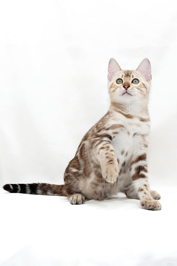 Nicole | Bengal Kitten