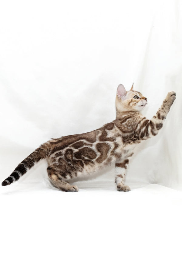 Nicole | Bengal Kitten
