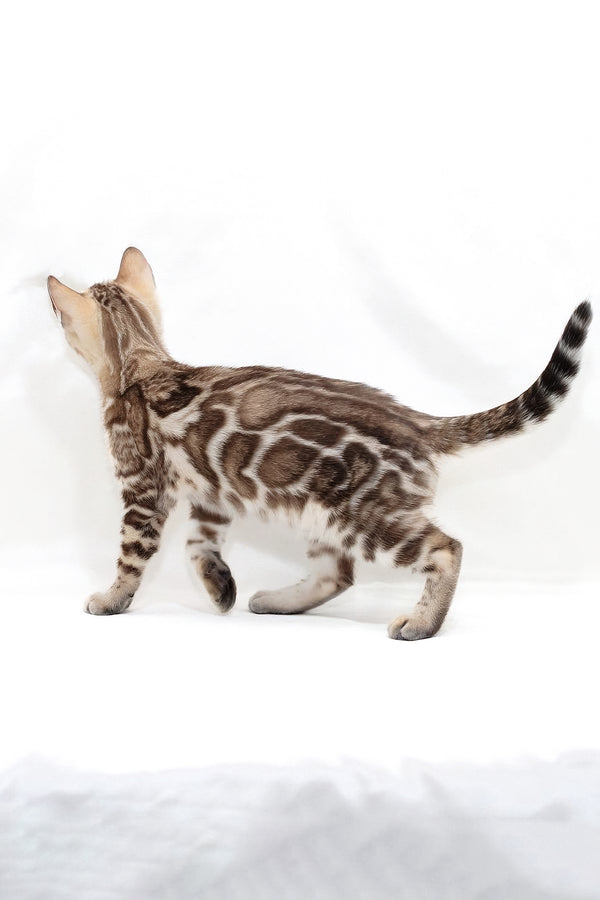 Nicole | Bengal Kitten